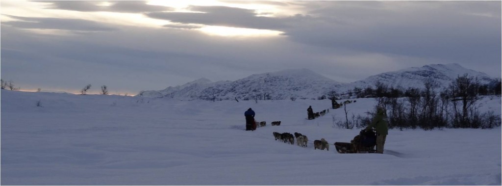 Norvège, novembre 2012. Traîneaux à chiens près de Tromso.