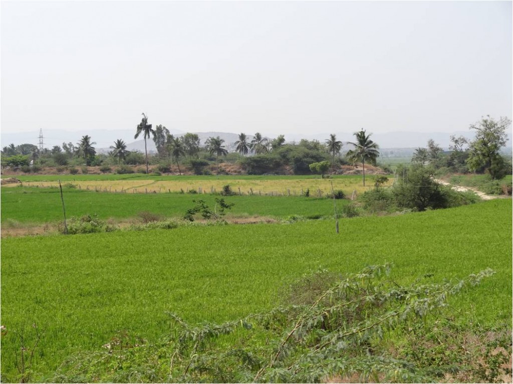 Inde Hampi rizières