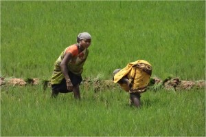 Inde Koraput rizières