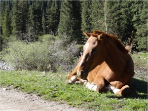 Kirghizistan interview cheval