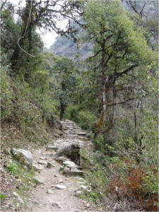 Népal Poon Hill forêt jour 1 1