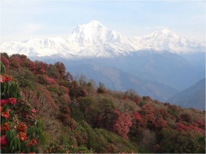 Népal Poon Hill montagnes 5