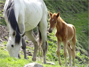 Kirghizistan Altyn Arashan chevaux 1