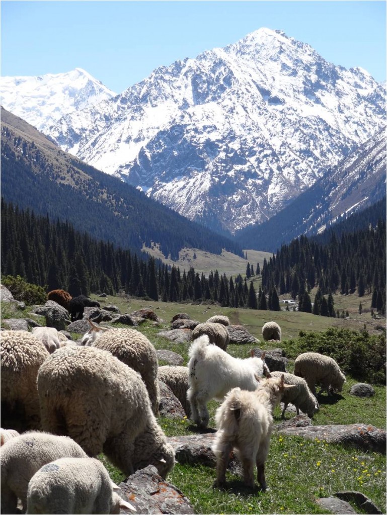 Kirghizistan Altyn Arashan vallée moutons