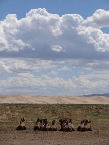 Mongolie désert Gobi 1