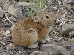 Mongolie désert Gobi Yolyn Am hamster