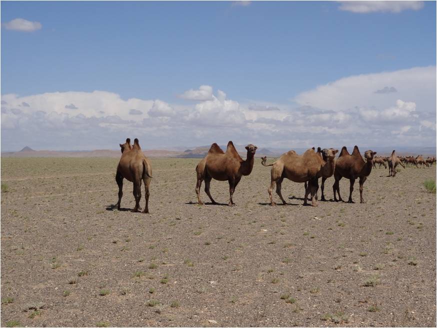 N’y a-t-il vraiment rien dans le désert de Gobi?