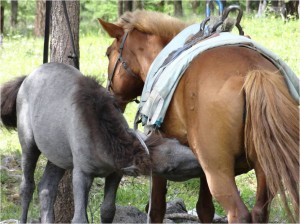 Mongolie trek cheval jour 3 2