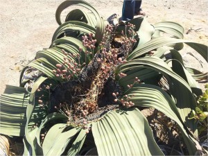 Namibie-Damaraland-plante