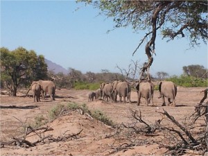 Namibie-Damaraland-éléphants1