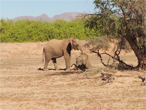 Namibie-Damaraland-éléphants2
