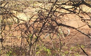 Namibie-Okonjima-léopard